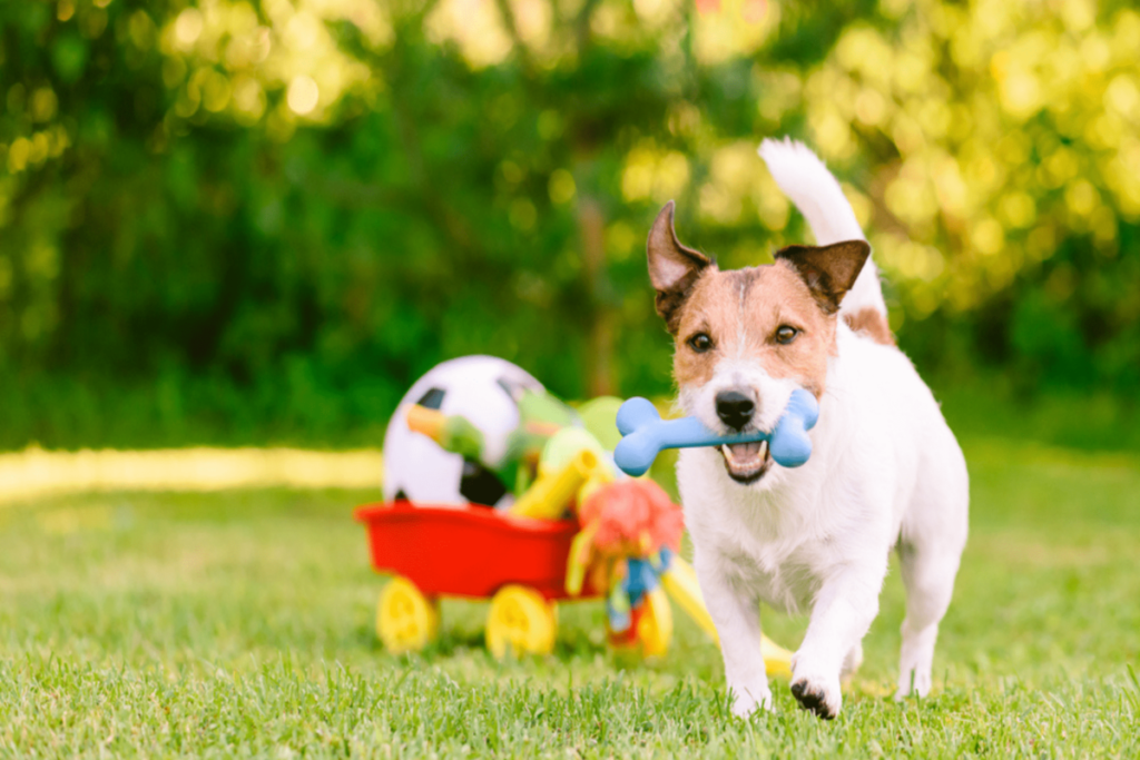 brinquedos e jogos para cães