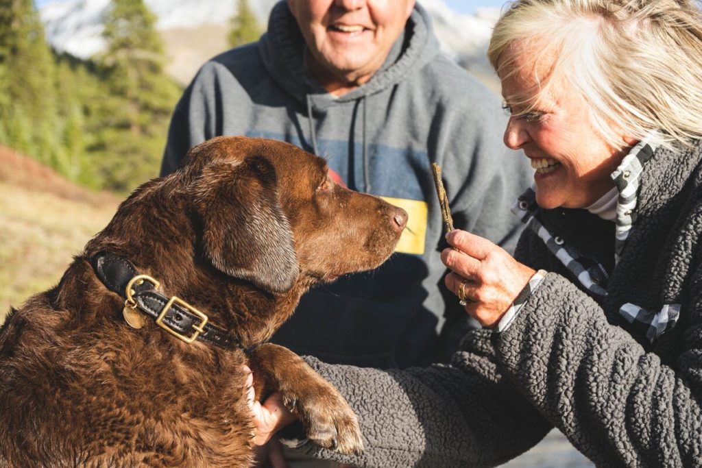 cães de terapia e assistência