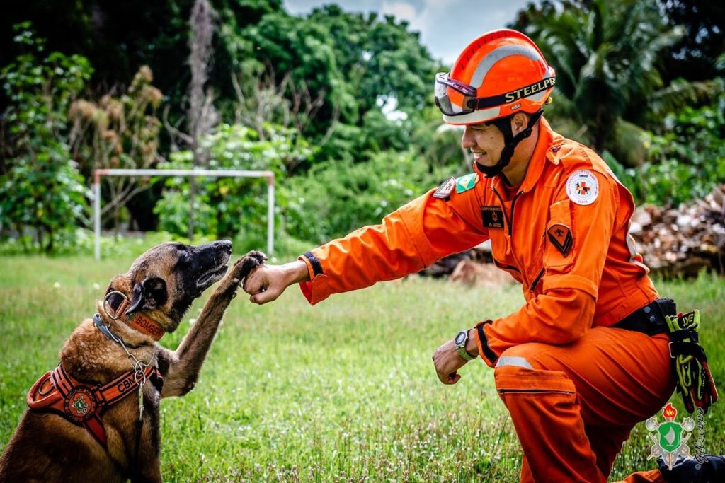 cães de trabalho