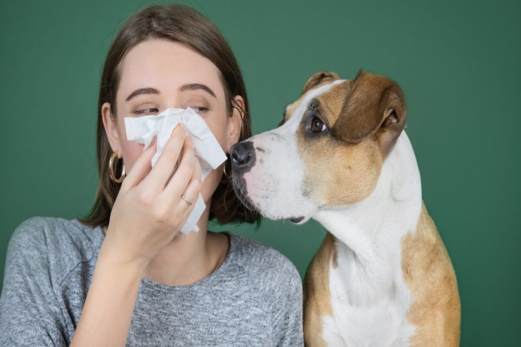 cães e alergias