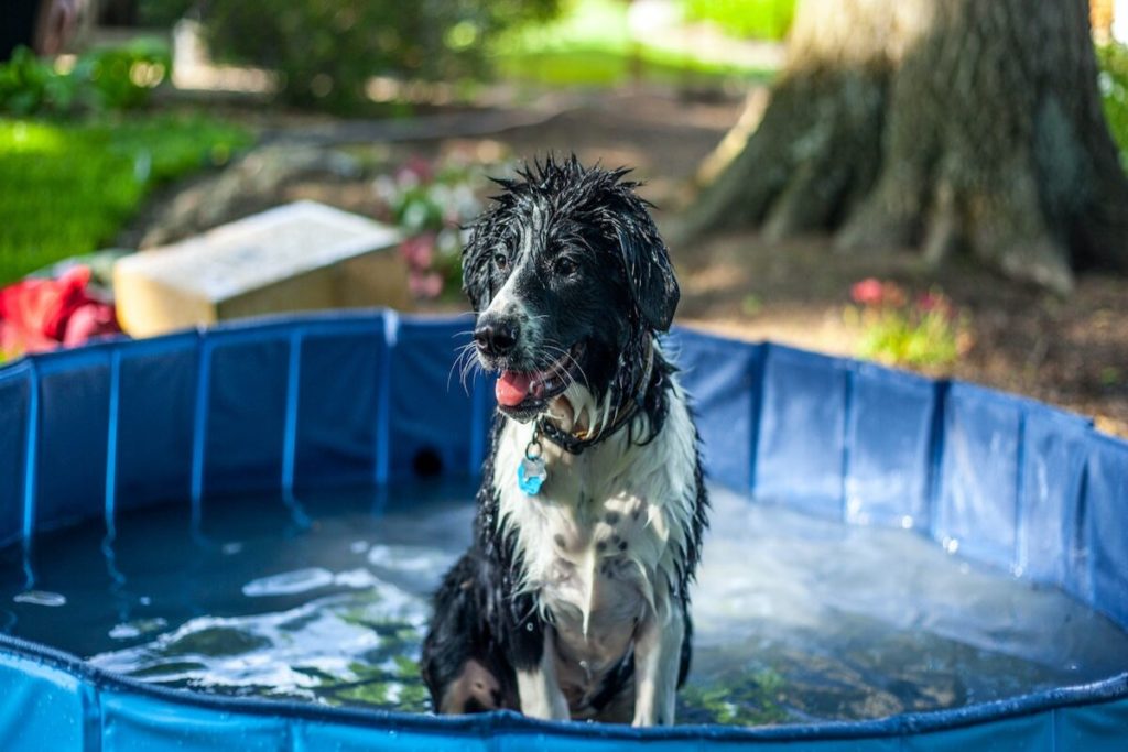 cães e clima quente