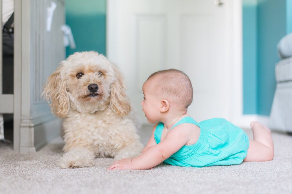 cães e crianças