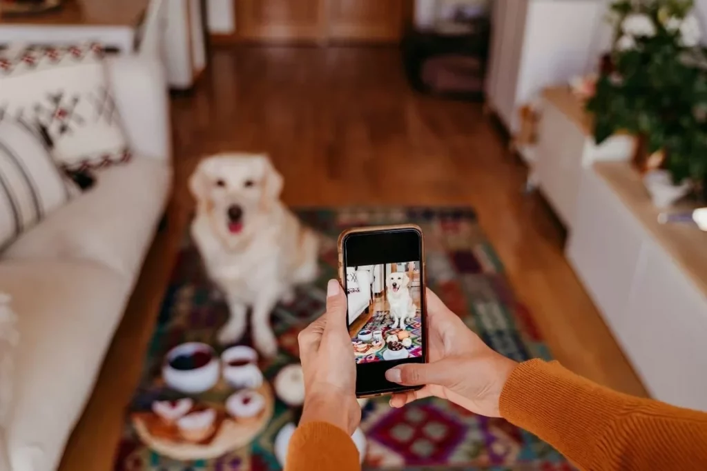 cães e fotografia