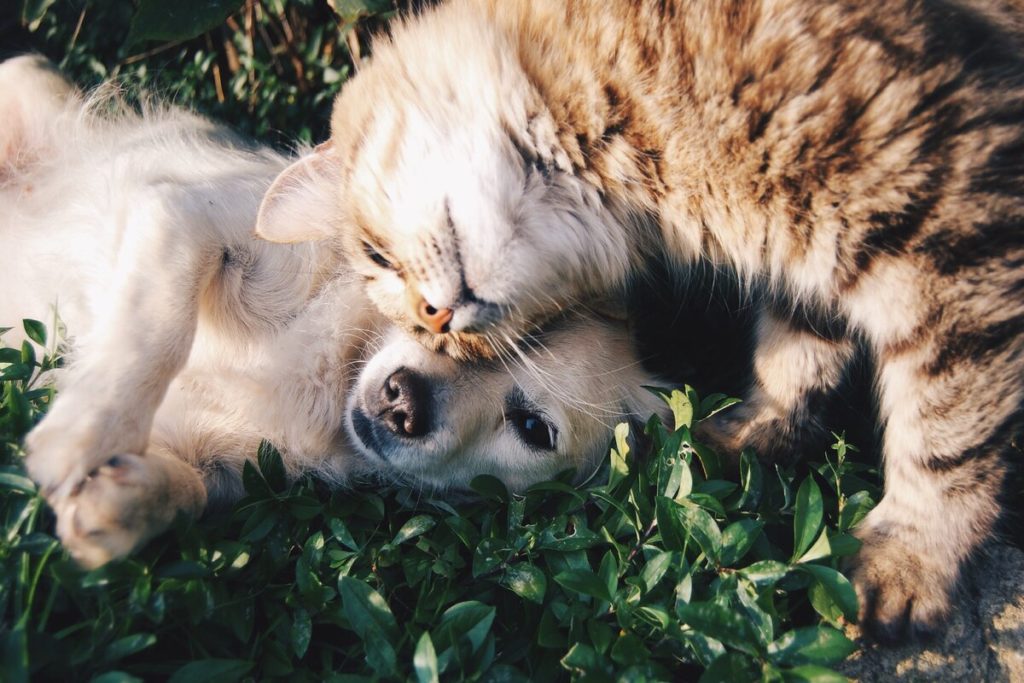 cães e gatos juntos