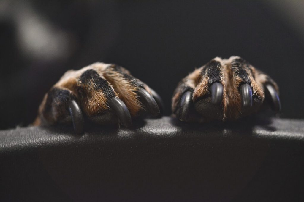 cuidados com as unhas do cão