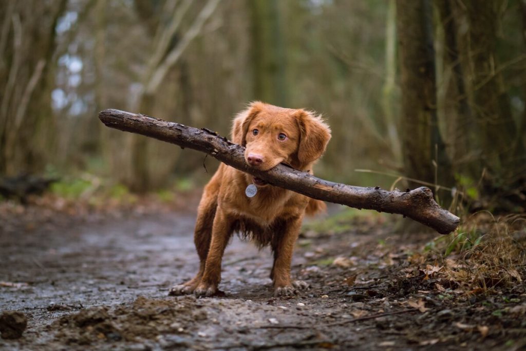 Exercícios e atividades para cães