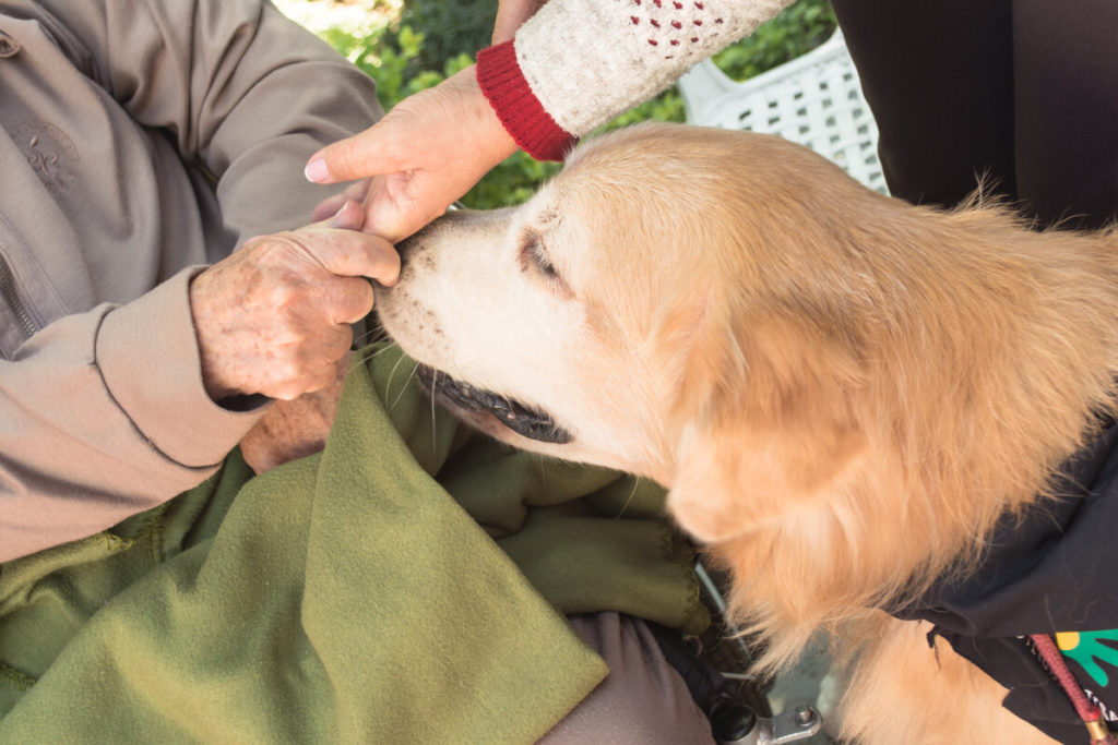 meu cão pode ser terapeuta