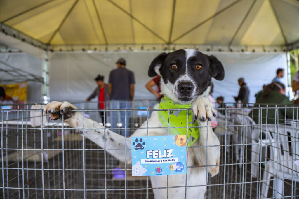 resgate e adoção de cães