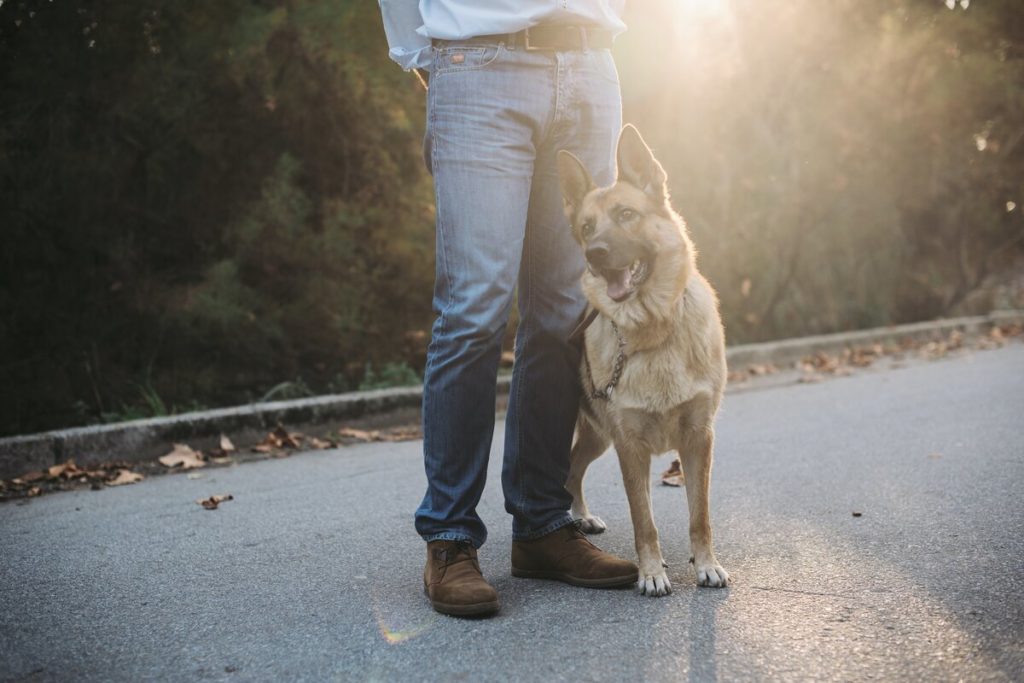 cursos de adestramento para cães valem