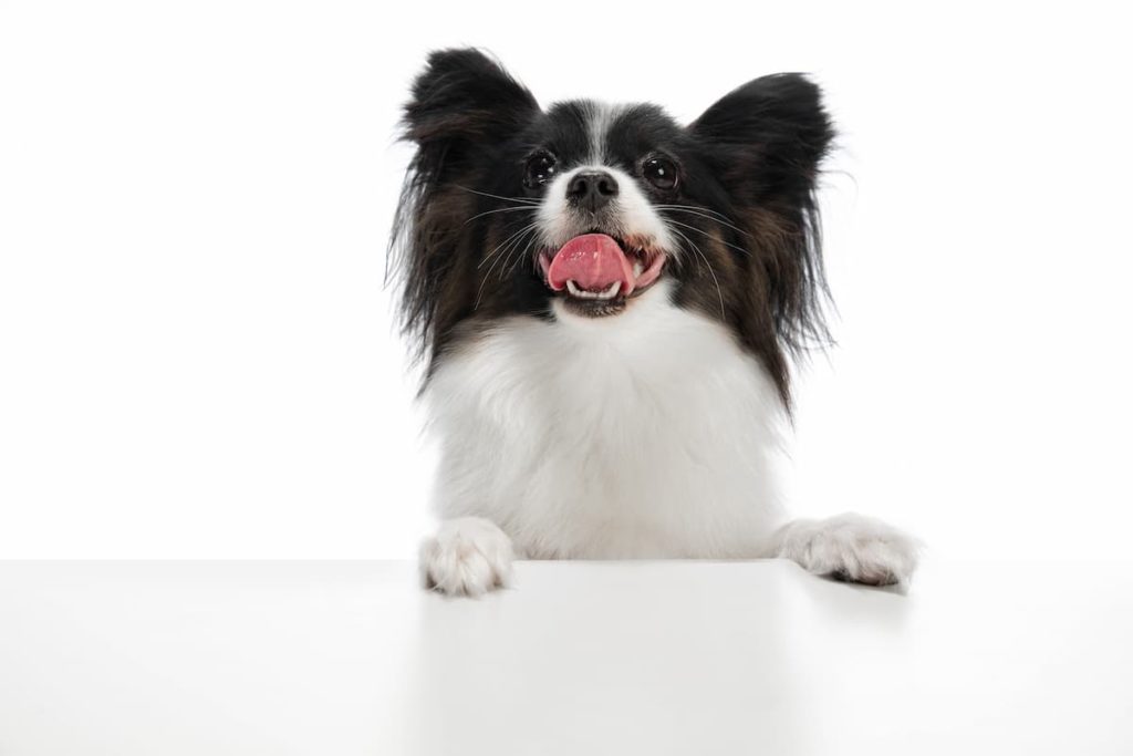 Como escolher um nome para o seu cão