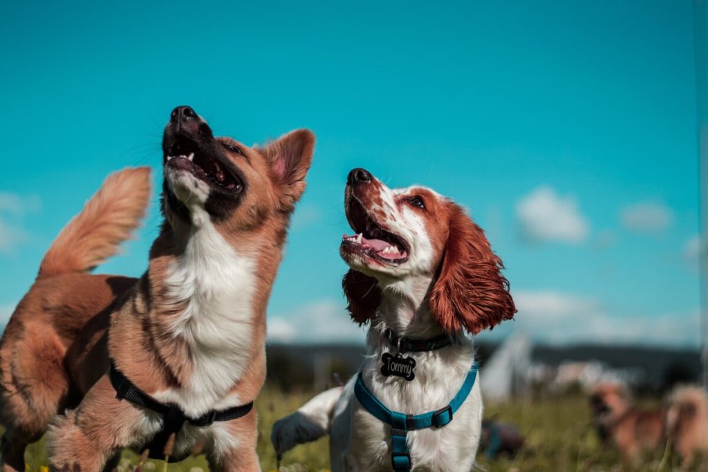 tour pelo mundo canino