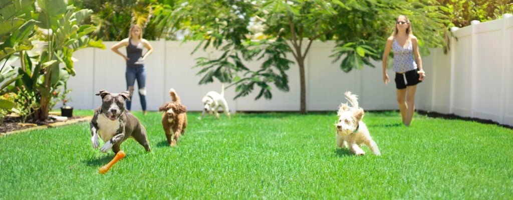 creche para cachorro