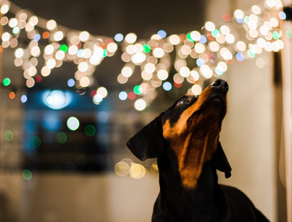 cuidados com cachorro no final de ano