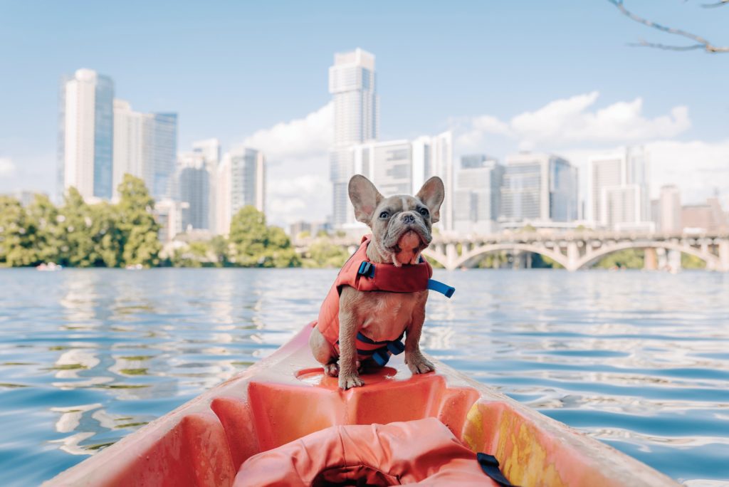 viajar cão barco